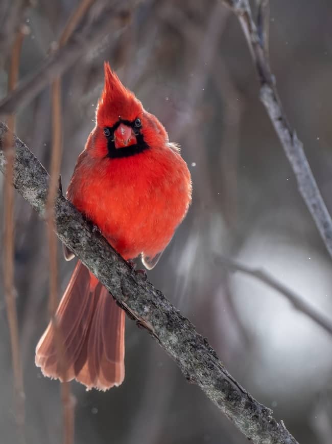 What Bird Symbolizes the Death of a Loved one? 8 Birds