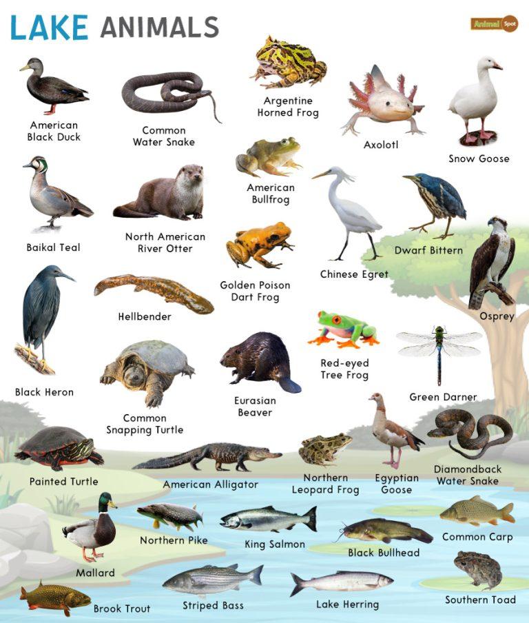 Lake Animals Facts, List, Pictures