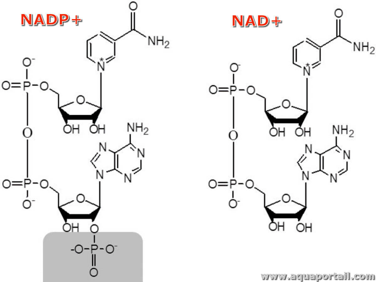 Nicotinamide adénine dinucléotide définition et explications