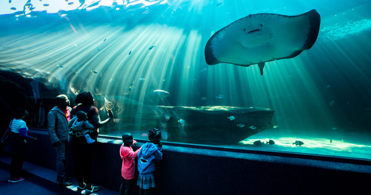 Two Oceans Aquarium Things to do