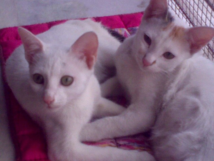 Libra Pet Astrology Blog