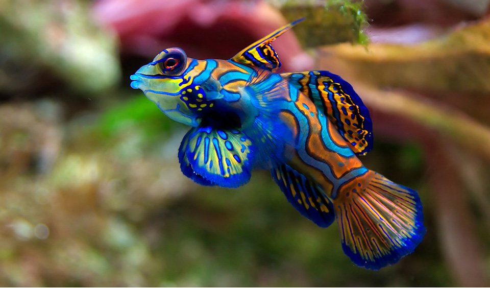Beware of the beautiful but poisonous mandarinfish Australian Geographic