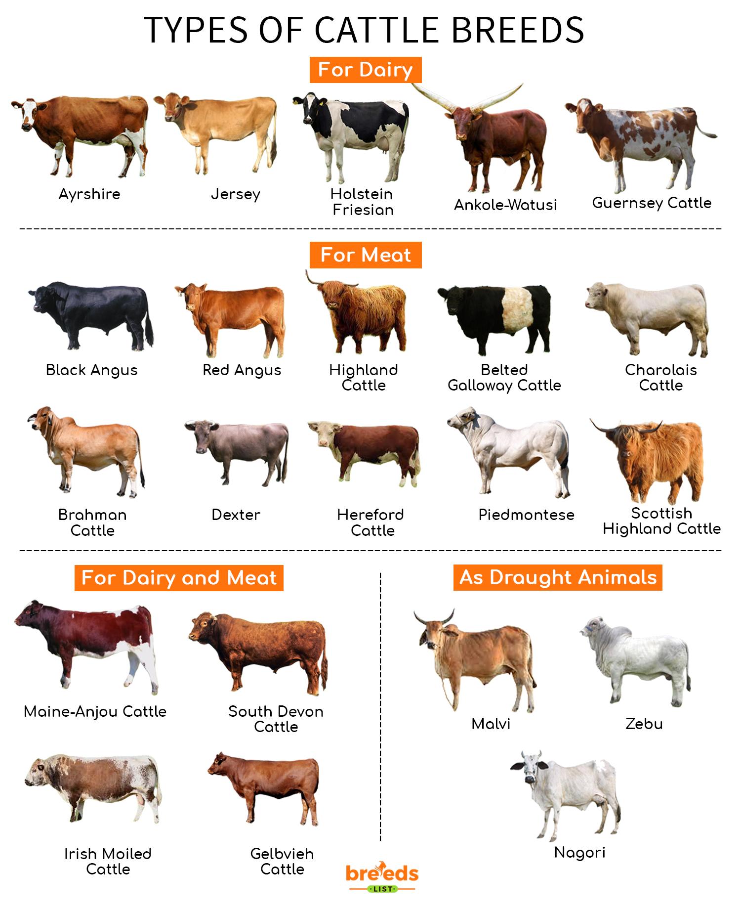Cattle Breeds Facts, Types, and Pictures