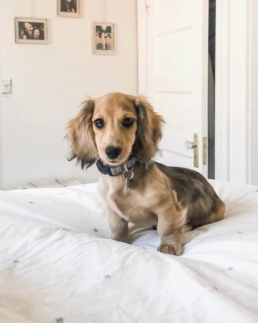 Dapple Dachshund Facts, Patterns, Pictures, FAQs & More