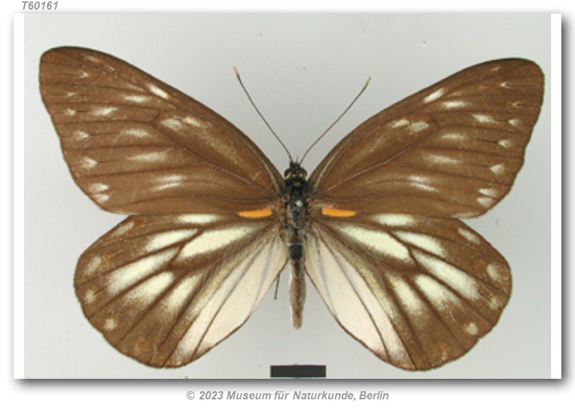 Delias berinda adelma (type specimens)