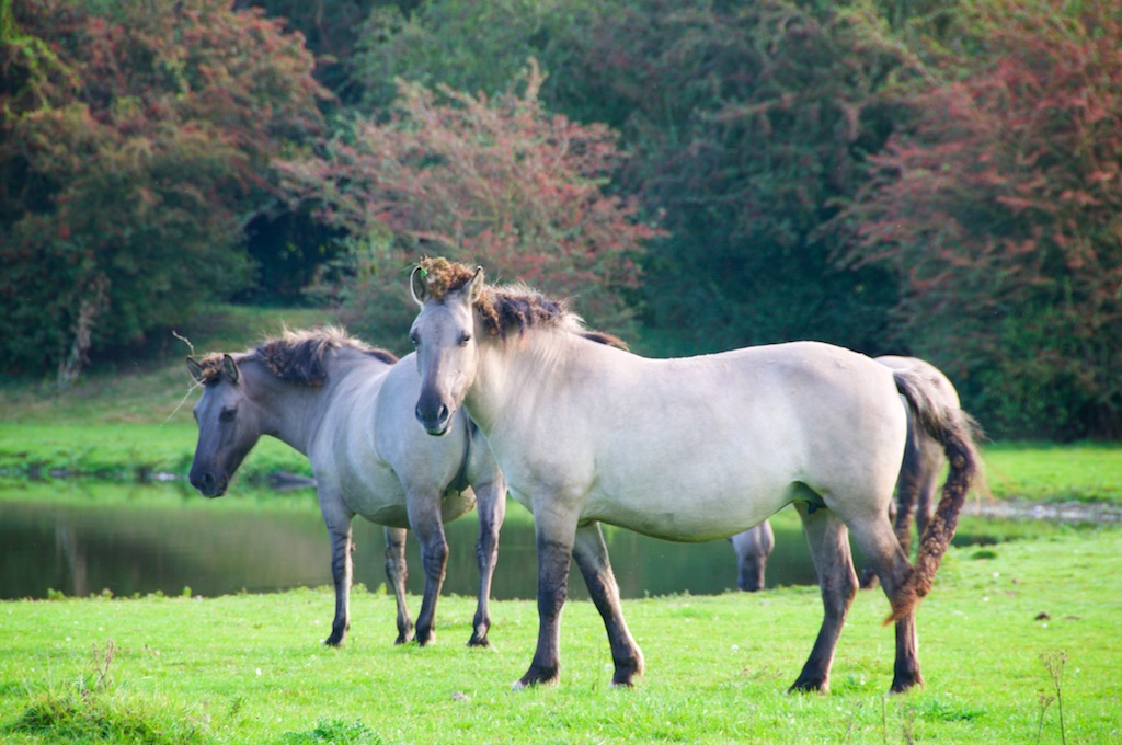 Przewalskipaarden