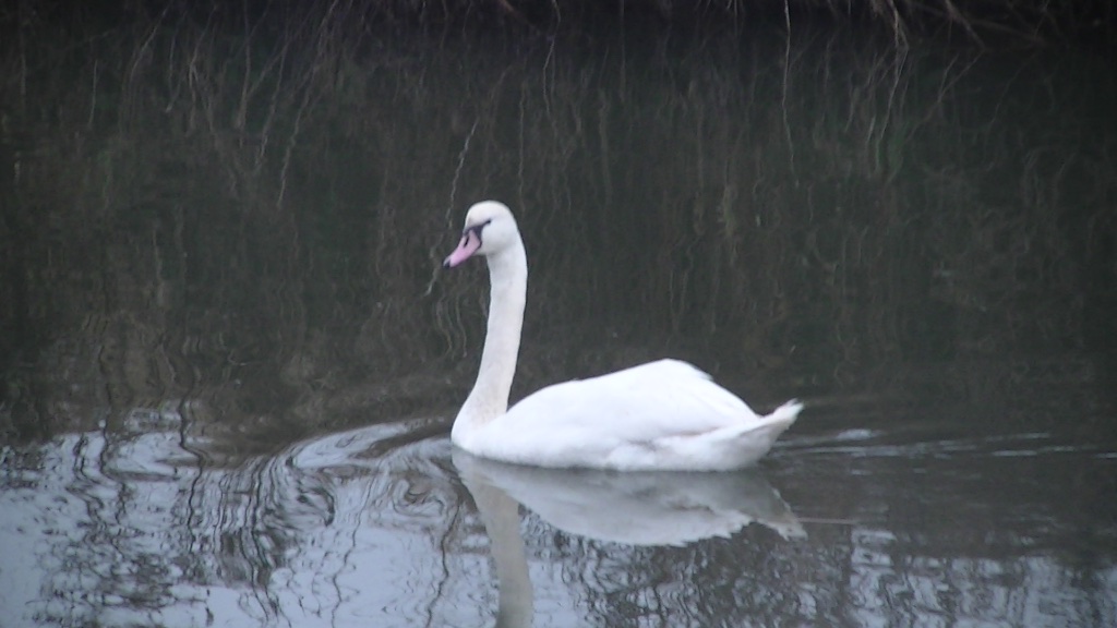 Zwaan