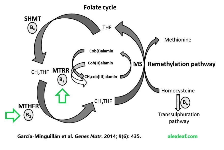 Riboflavin-folate-cycle