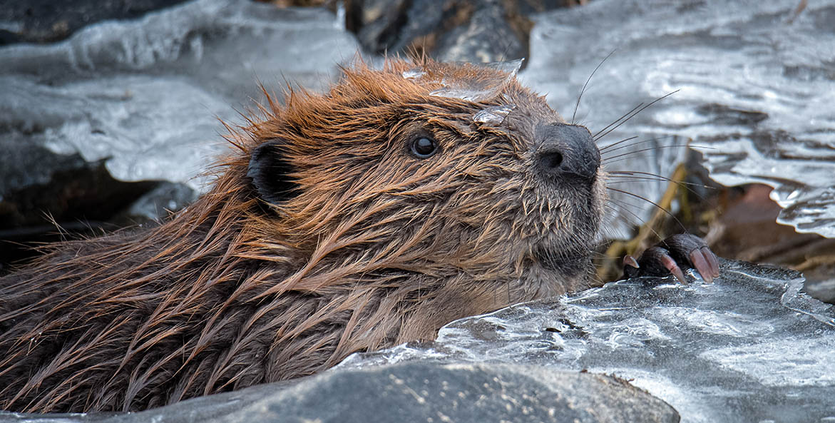 Five Facts You Didn’t Know About Beavers Chesapeake Bay Foundation