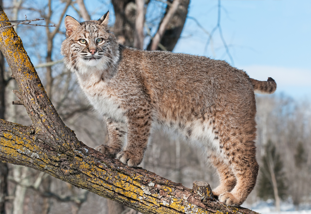 Bobcat definition and meaning Collins English Dictionary