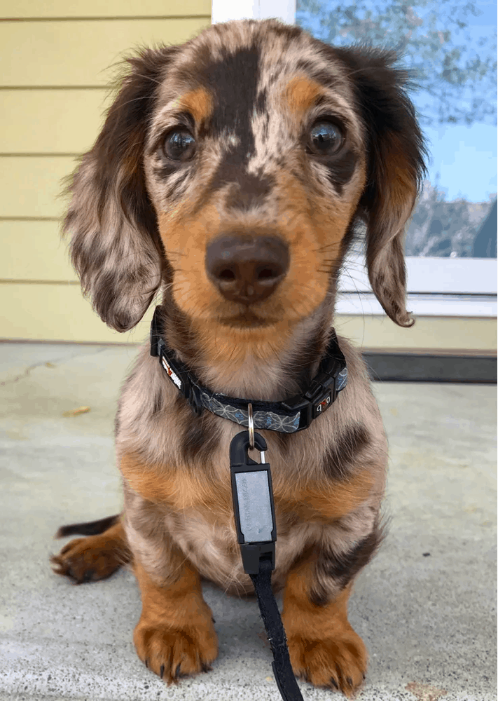 Dapple Dachshunds Temperament, Health, Costs and Pictures