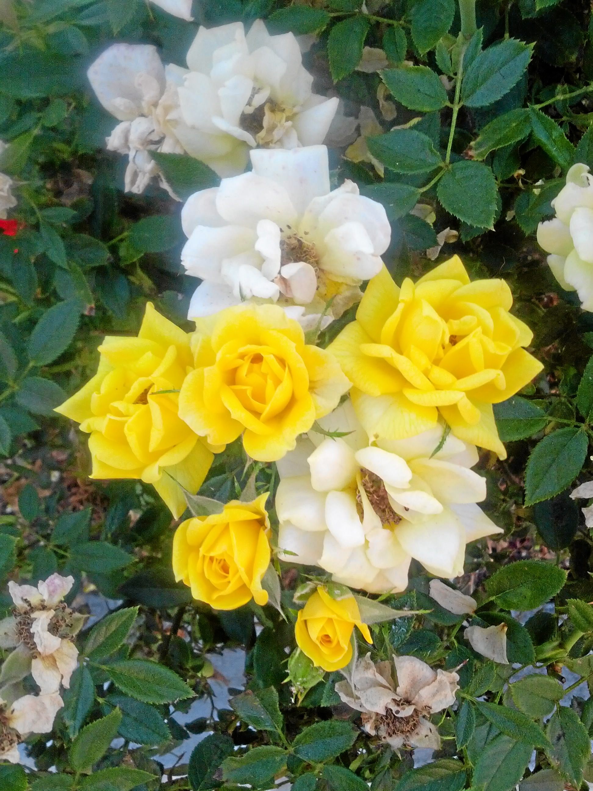 Why yellow flowers bloom well, but turn white in the garden Daily News