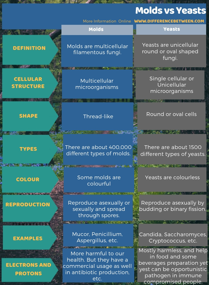 Difference Between Molds and Yeasts in Tabular Form