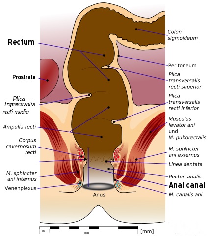 Difference Between Anus and Cloaca_Fig 01