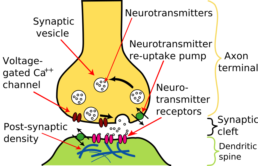 Difference Between Neurotransmitters and Hormones