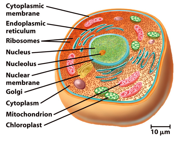 Difference Between Eukaryotic and Prokaryotic