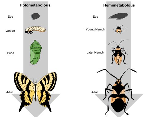 Difference Between Incomplete and Complete Metamorphosis