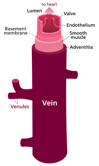 Key Difference - Capillaries vs Veins