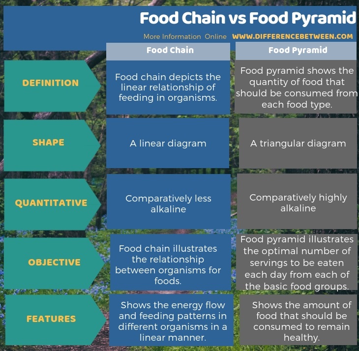 Difference Between Food Chain and Food Pyramid in Tabular Form