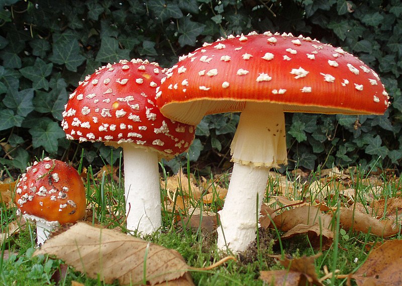 Difference Between Mushrooms and Toadstools