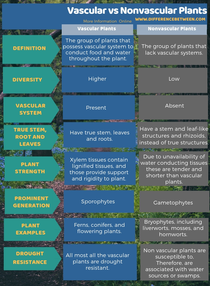 Difference Between Vascular and Nonvascular Plants in Tabular Form