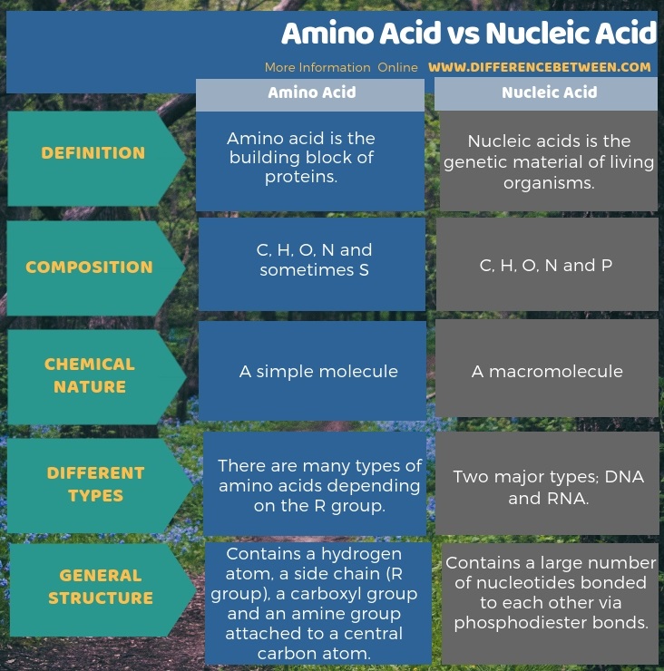 Difference Between Amino Acid and Nucleic Acid in Tabular Form