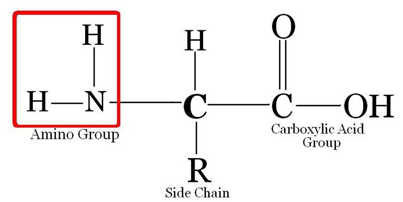 Difference Between Amino Acid and Nucleic Acid