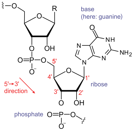 Key Difference Between Amino Acid and Nucleic Acid