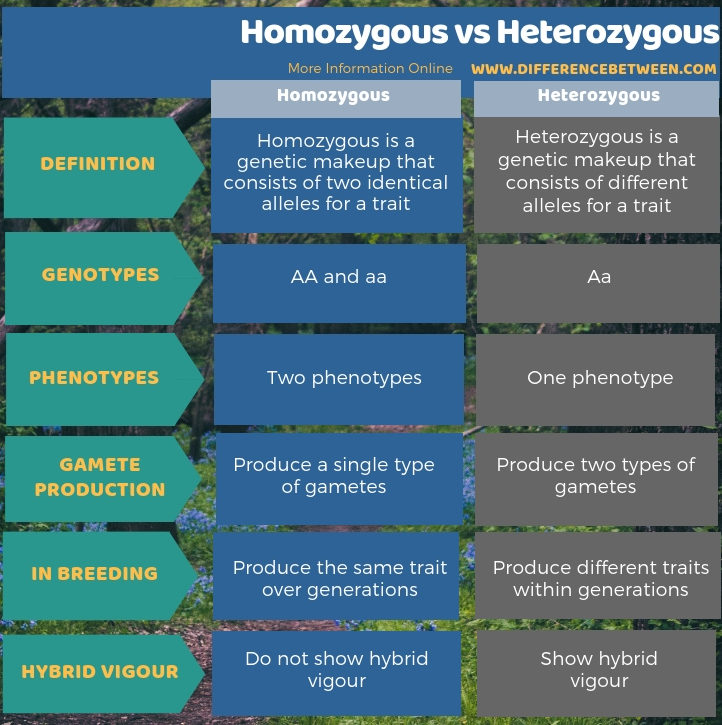 Difference Between Homozygous and Heterozygous in Tabular Form