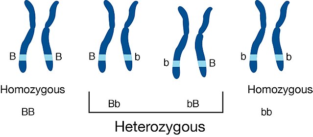 Key Difference - Homozygous vs Heterozygous