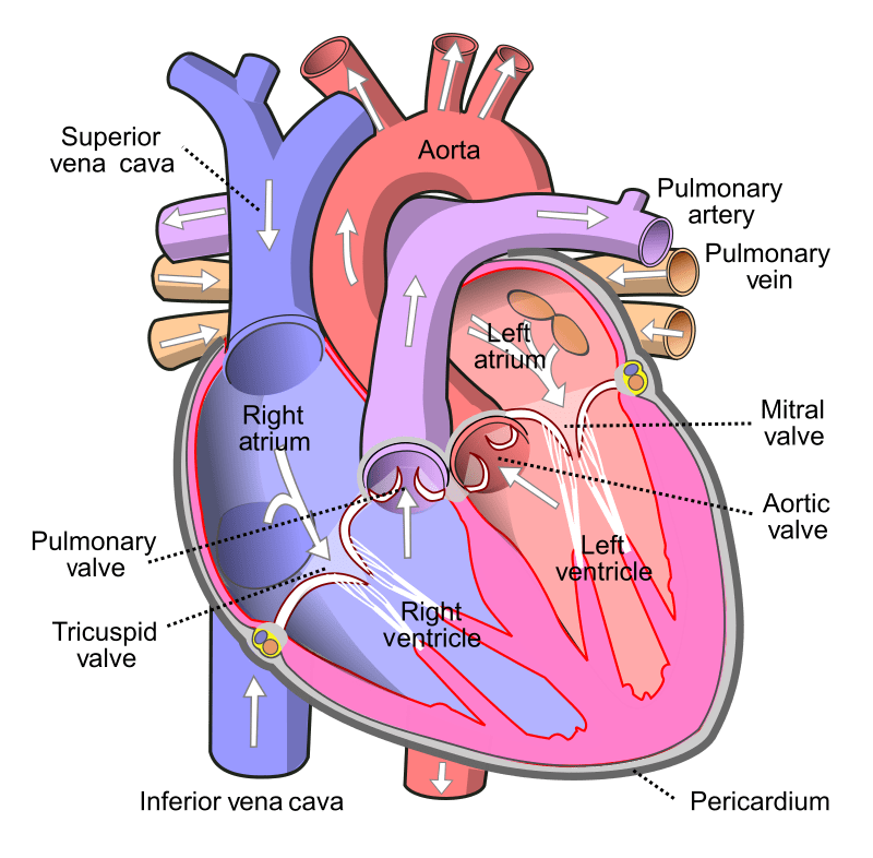 Difference Between Tissue and Organ