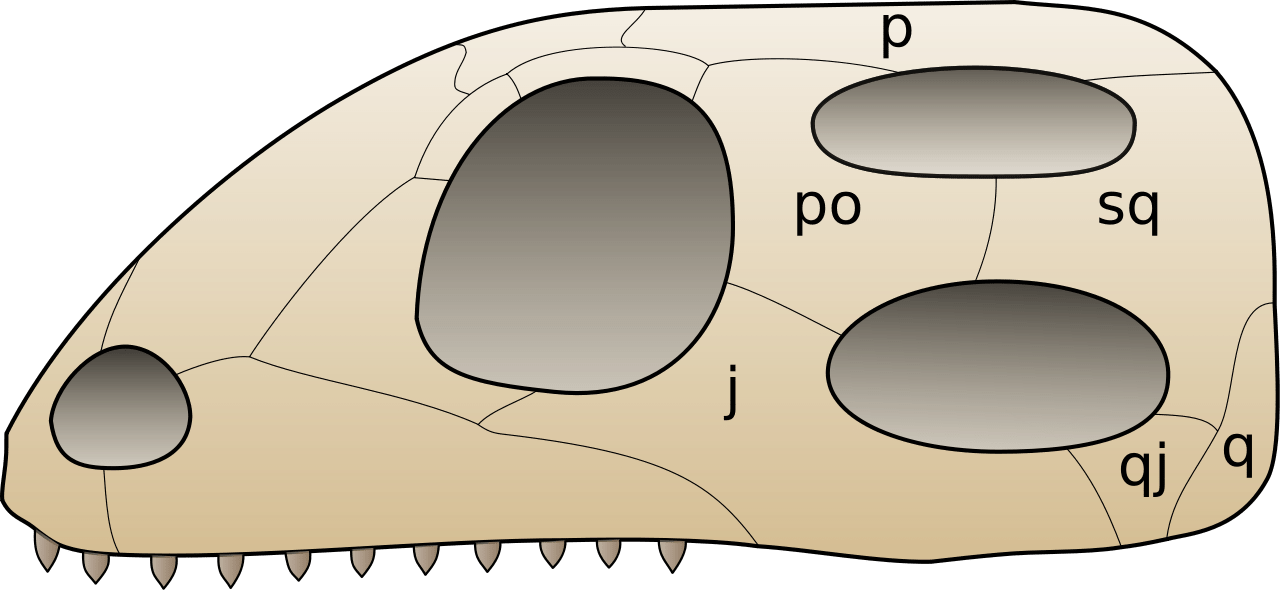 Difference Between Diapsid and Synapsid