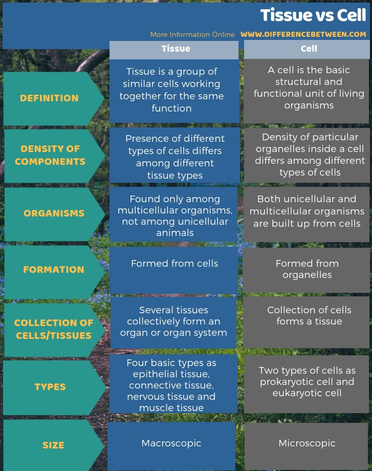 Difference Between Tissue and Cell in Tabular Form