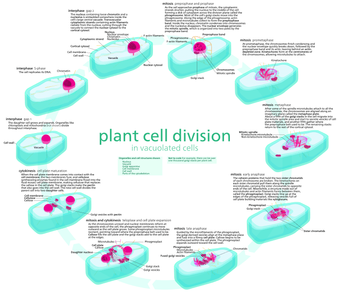 Key Difference Between Animal and Plant Mitosis