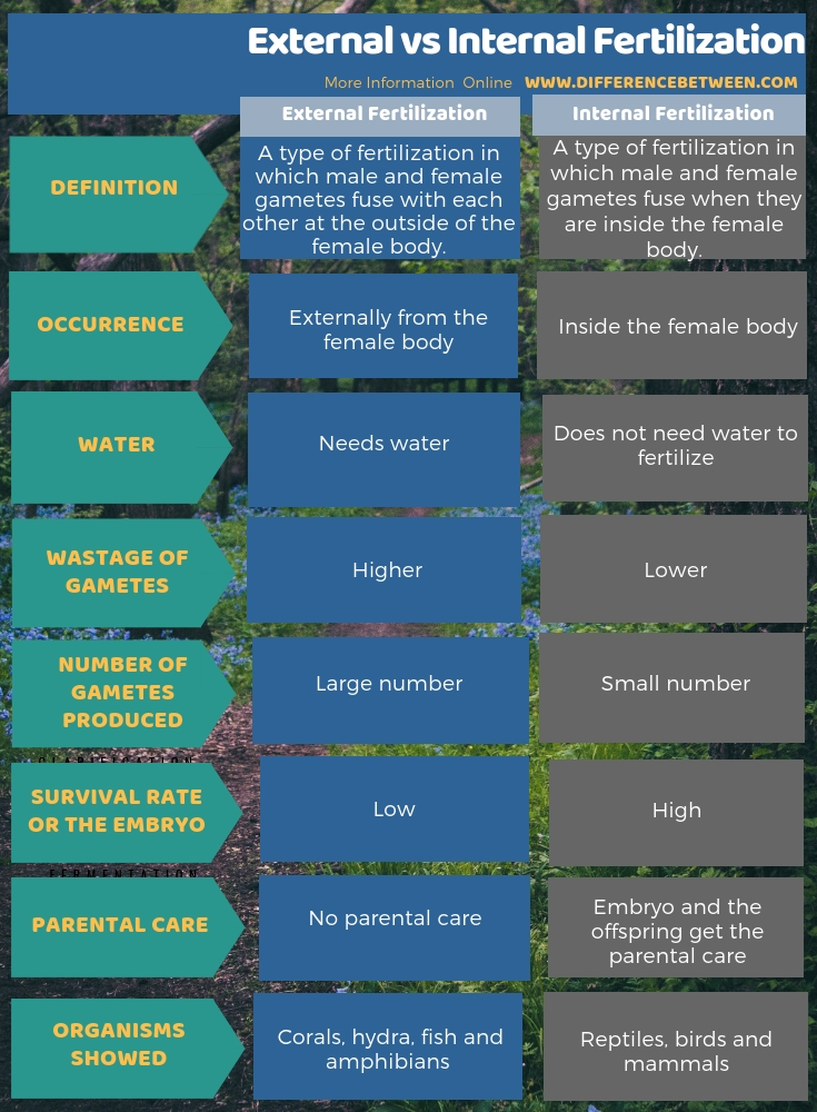 Difference Between External and Internal Fertilization in Tabular Form