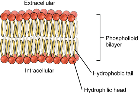 Difference Between Hydrophilic and Hydrophobic