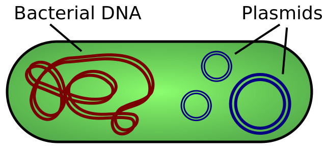 Difference Between Plasmid and Chromosome