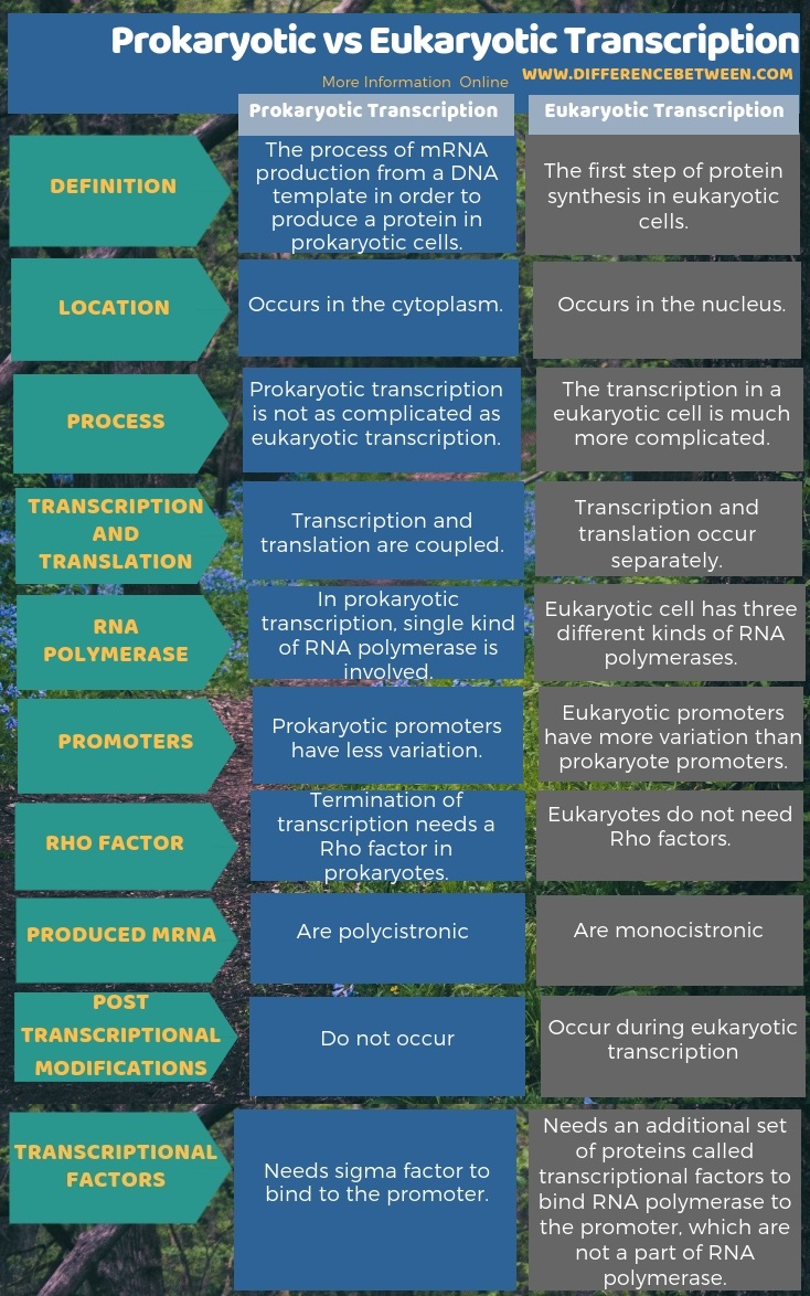 Difference Between Prokaryotic and Eukaryotic Transcription in Tabular Form