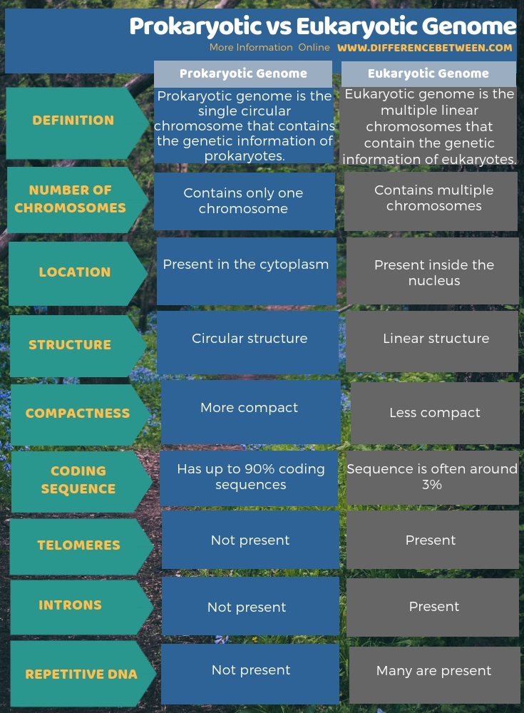 Difference Between Prokaryotic and Eukaryotic Genome in Tabular Form