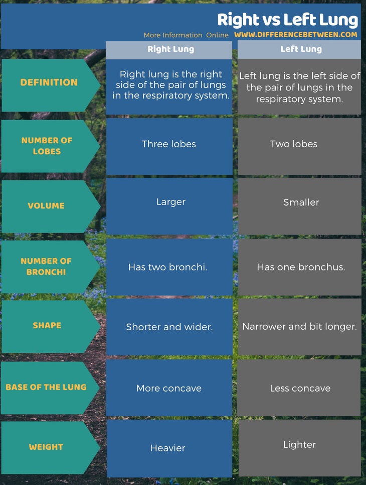 Difference Between Right and Left Lung in Tabular Form