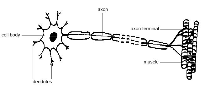 Key Difference Between Afferent and Efferent