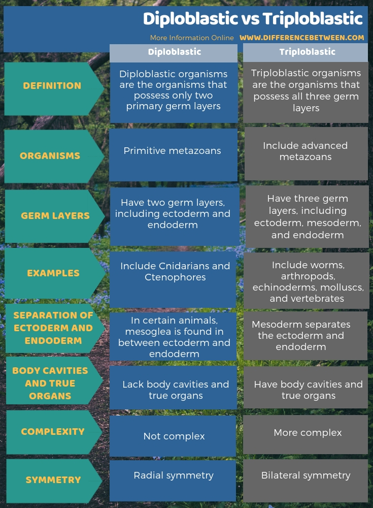 Difference Between Diploblastic and Triploblastic in Tabular Form