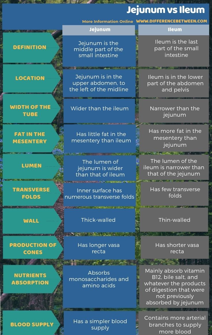 Difference Between Jejunum and Ileum - Comparison in Tabular Form