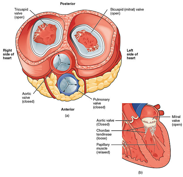 Difference Between Left and Right Side of Heart_Fig 01