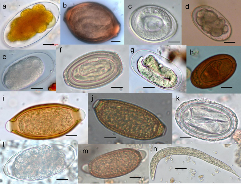 Difference Between Fungi and Parasites