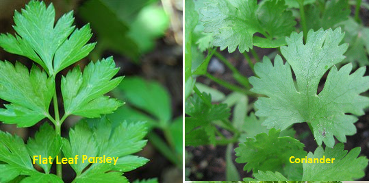 Difference Between Coriander and Parsley