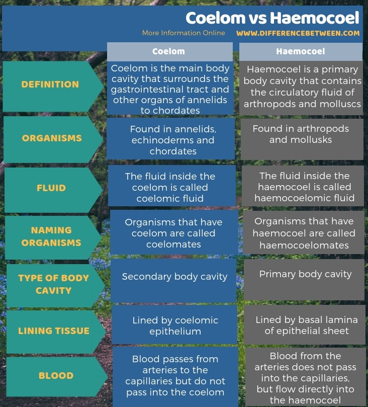 Difference Between Coelom and Haemocoel in Tabular Form