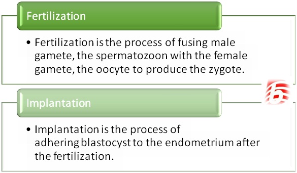 Difference Between Fertilization and Implantation