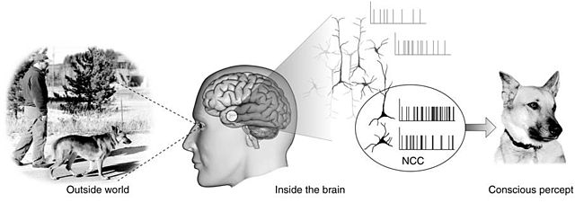 Difference Between Consciousness and Awareness