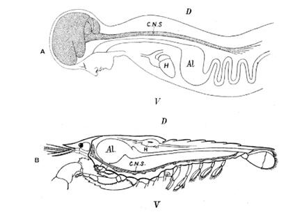 Euchordates